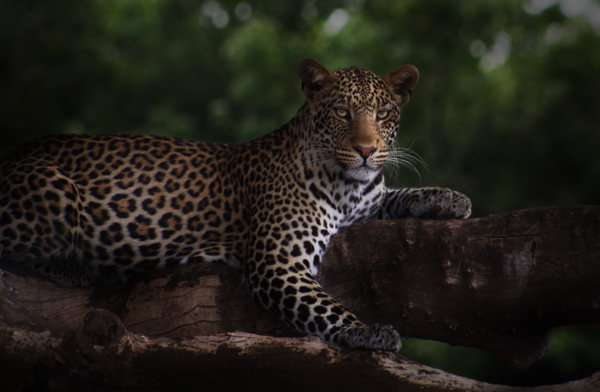 A leopard hidin in a tree