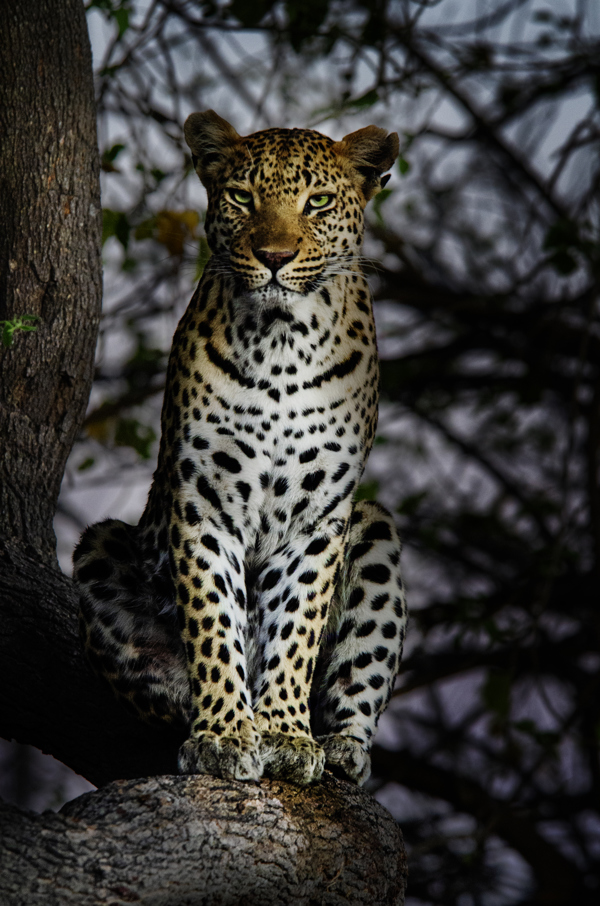 A leopard looking into your soul